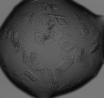 Protein crystals observed for the ALATYR and I2BC collaboration
